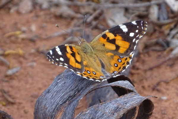 Butterfly Conservation South Australia Inc