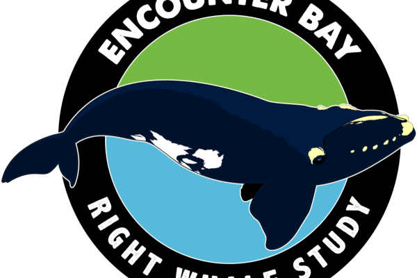 Encounter Bay Right Whale Study