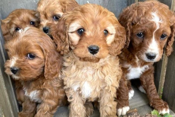 Cute Country Cavoodles